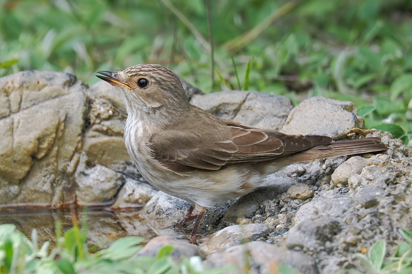 Nazwa:  muchołówka021024jf.jpg
Wyświetleń: 160
Rozmiar:  387,4 KB