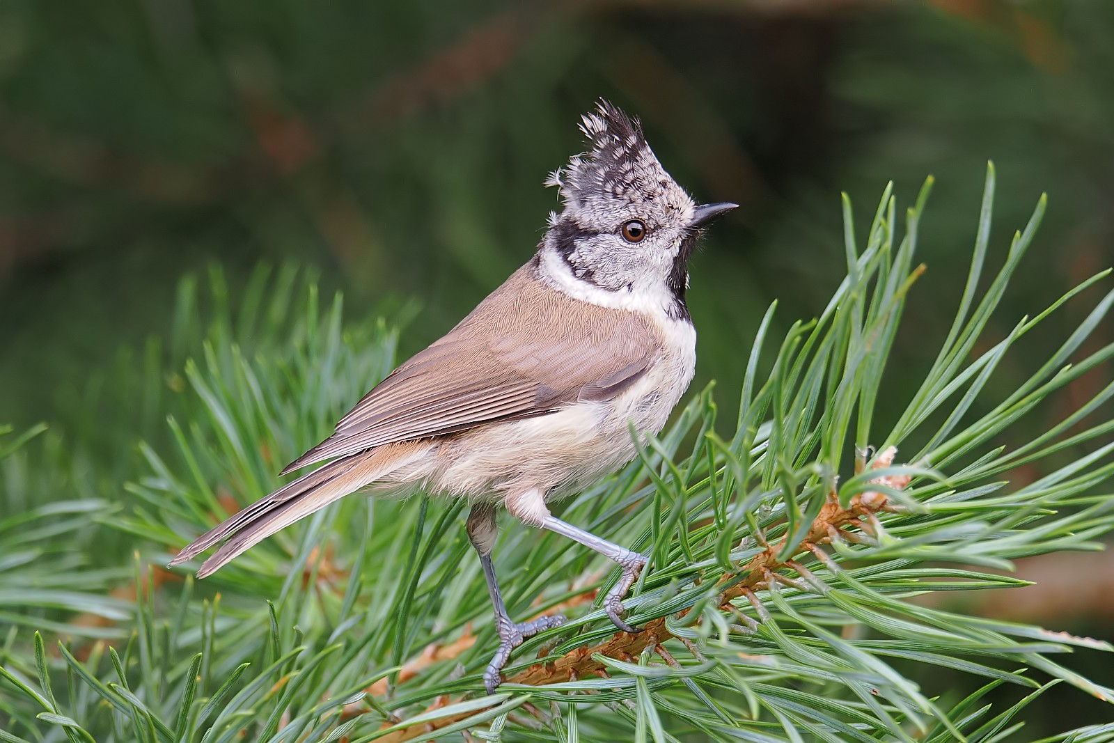 Nazwa:  czubatka026278jf.jpg
Wyświetleń: 516
Rozmiar:  366,5 KB