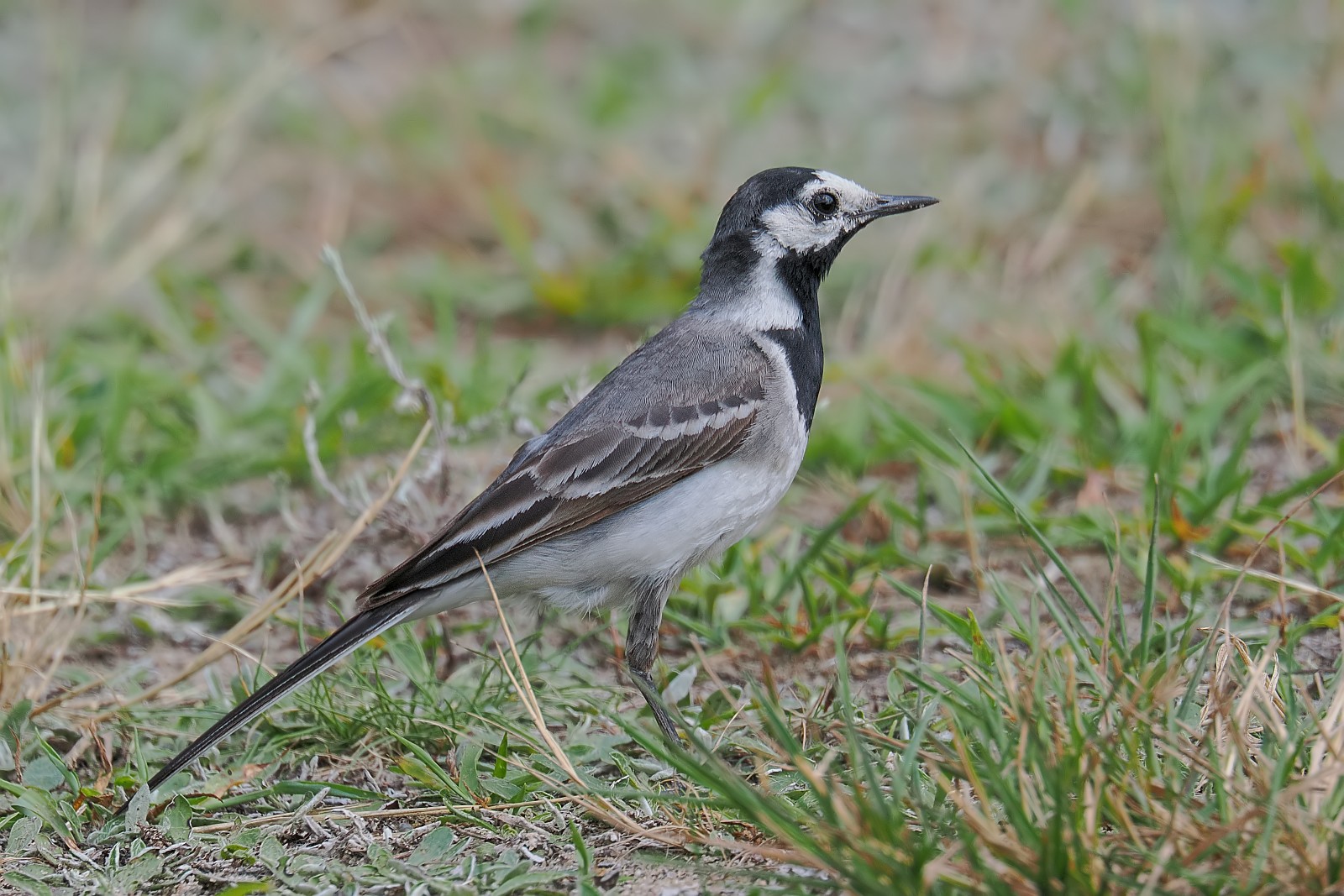 Nazwa:  pliszka031108jf.jpg
Wyświetleń: 239
Rozmiar:  368,9 KB