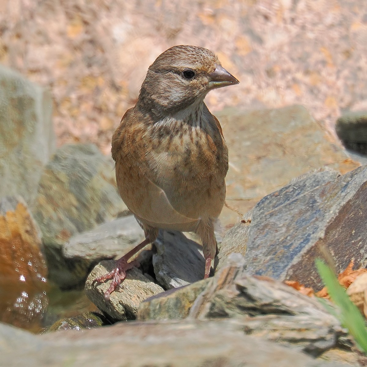 Nazwa:  ptak033961jf.jpg
Wyświetleń: 211
Rozmiar:  356,4 KB