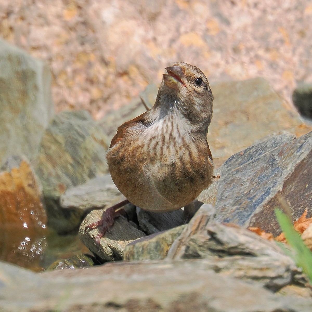 Nazwa:  ptak033927jf.jpg
Wyświetleń: 216
Rozmiar:  325,7 KB