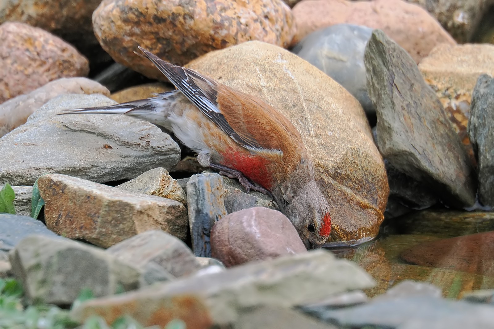 Nazwa:  makolągwa036169jf.jpg
Wyświetleń: 200
Rozmiar:  405,2 KB