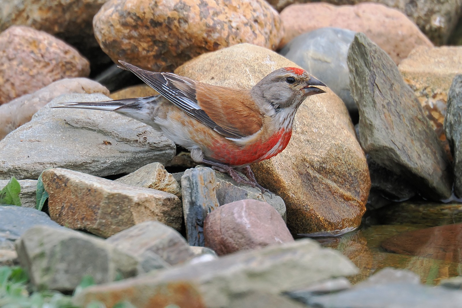 Nazwa:  makolągwa036185jf.jpg
Wyświetleń: 210
Rozmiar:  442,9 KB