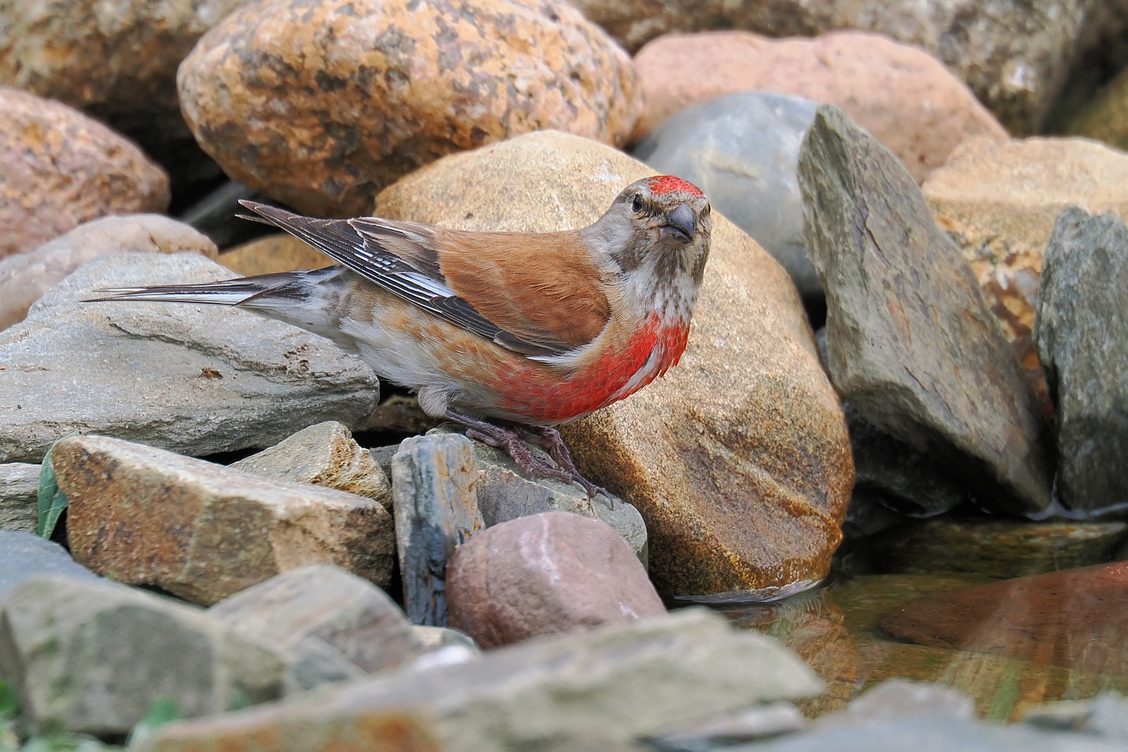 Nazwa:  makolągwa036163jf.jpg
Wyświetleń: 177
Rozmiar:  441,5 KB