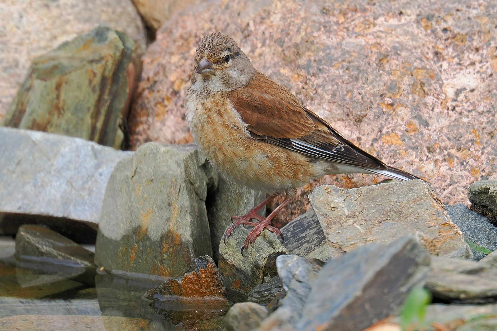 Nazwa:  makolągwa038949jf.jpg
Wyświetleń: 153
Rozmiar:  465,3 KB