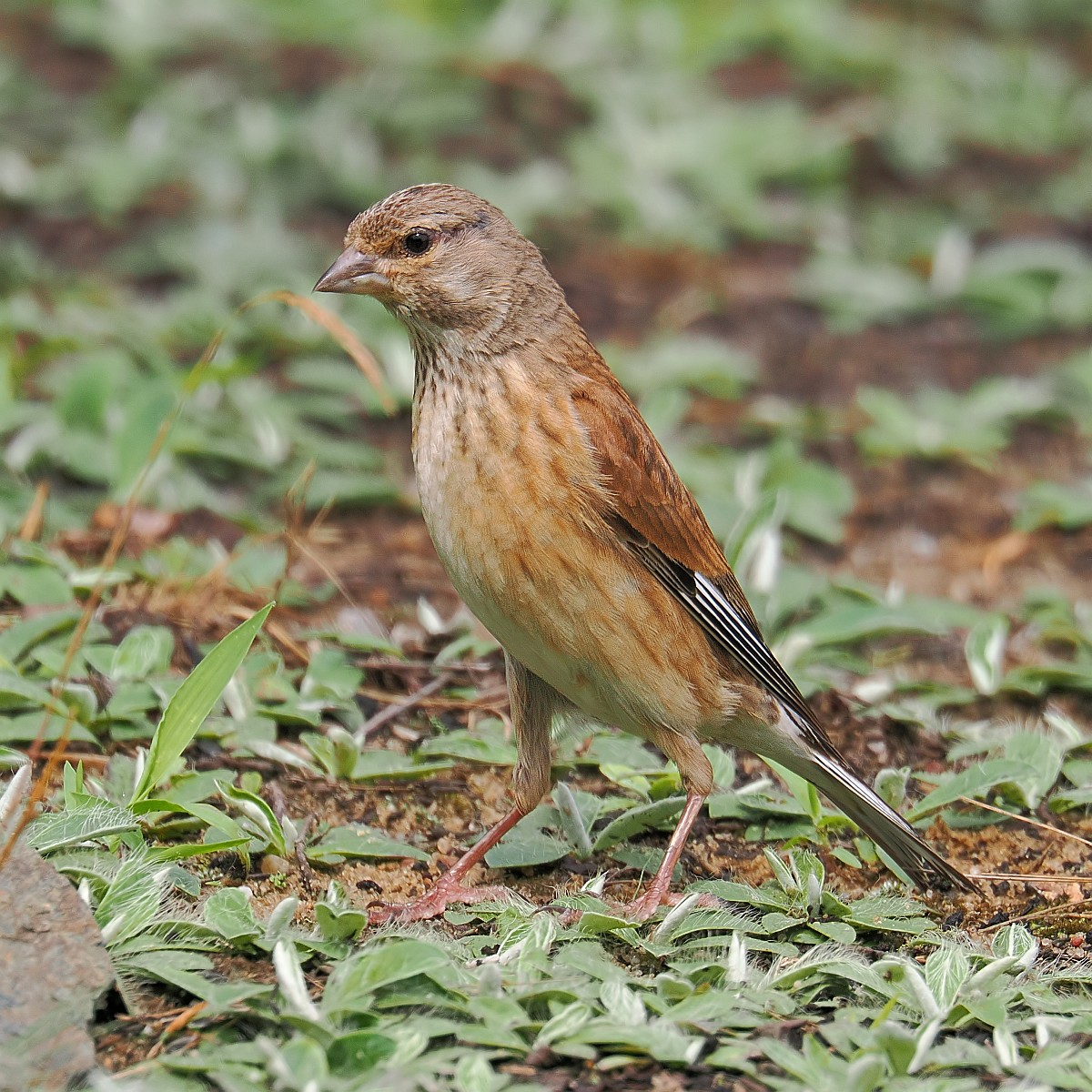 Nazwa:  makolągwa037223jf.jpg
Wyświetleń: 162
Rozmiar:  405,8 KB