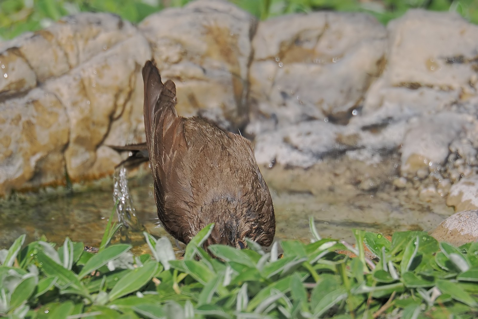 Nazwa:  muchołówka033731jf.jpg
Wyświetleń: 152
Rozmiar:  315,4 KB