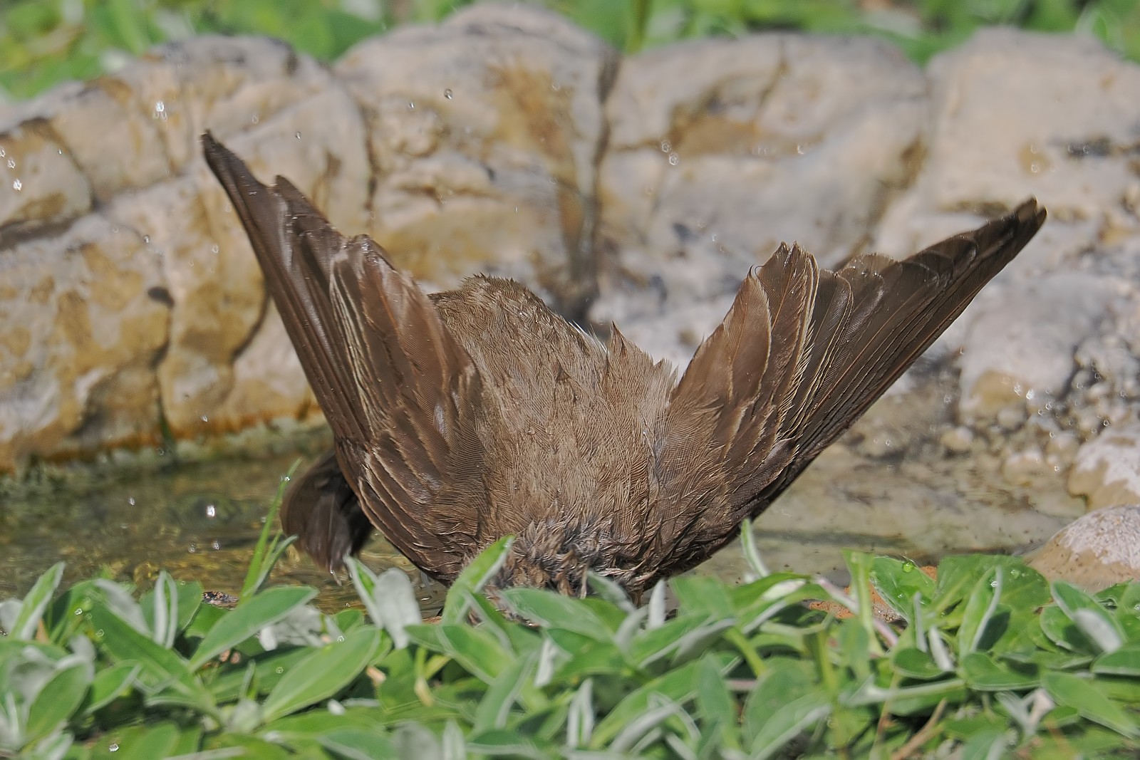 Nazwa:  muchołówka033733jf.jpg
Wyświetleń: 162
Rozmiar:  361,3 KB