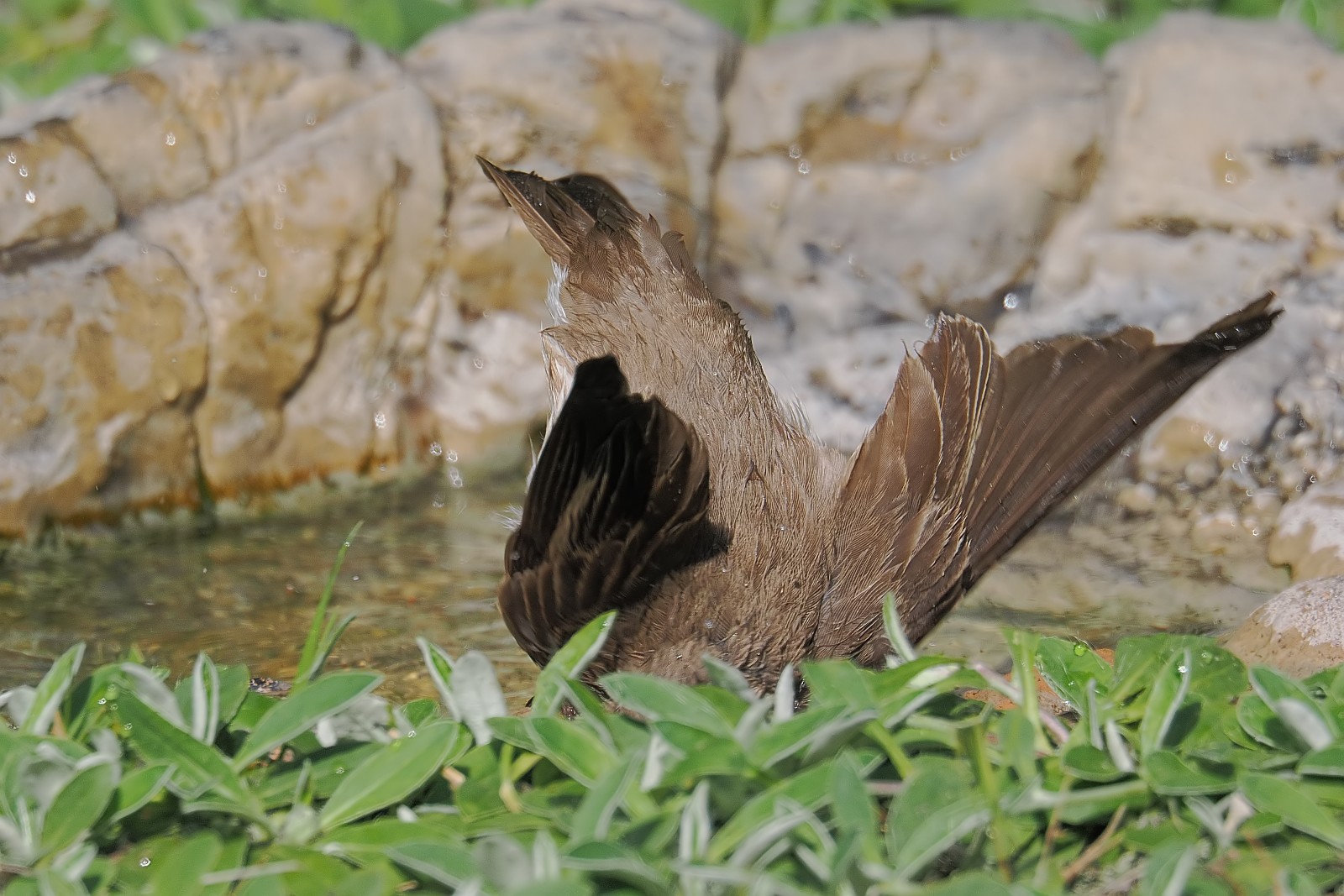 Nazwa:  muchołówka033737jf.jpg
Wyświetleń: 162
Rozmiar:  335,4 KB