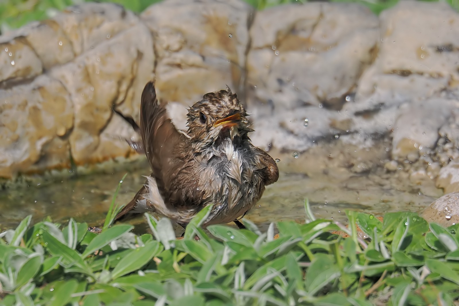 Nazwa:  muchołówka033743jf.jpg
Wyświetleń: 157
Rozmiar:  275,8 KB