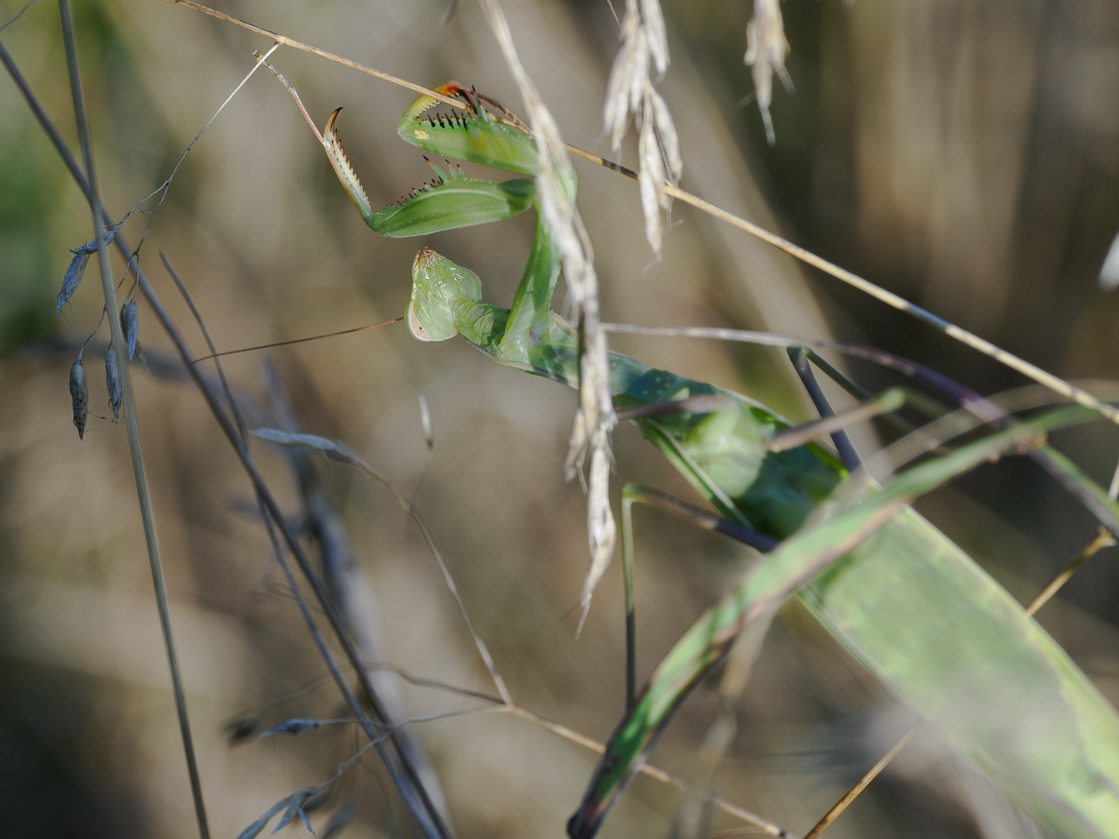 Nazwa:  Mantis religiosa_camera_natural.jpg
Wyświetleń: 409
Rozmiar:  761,1 KB