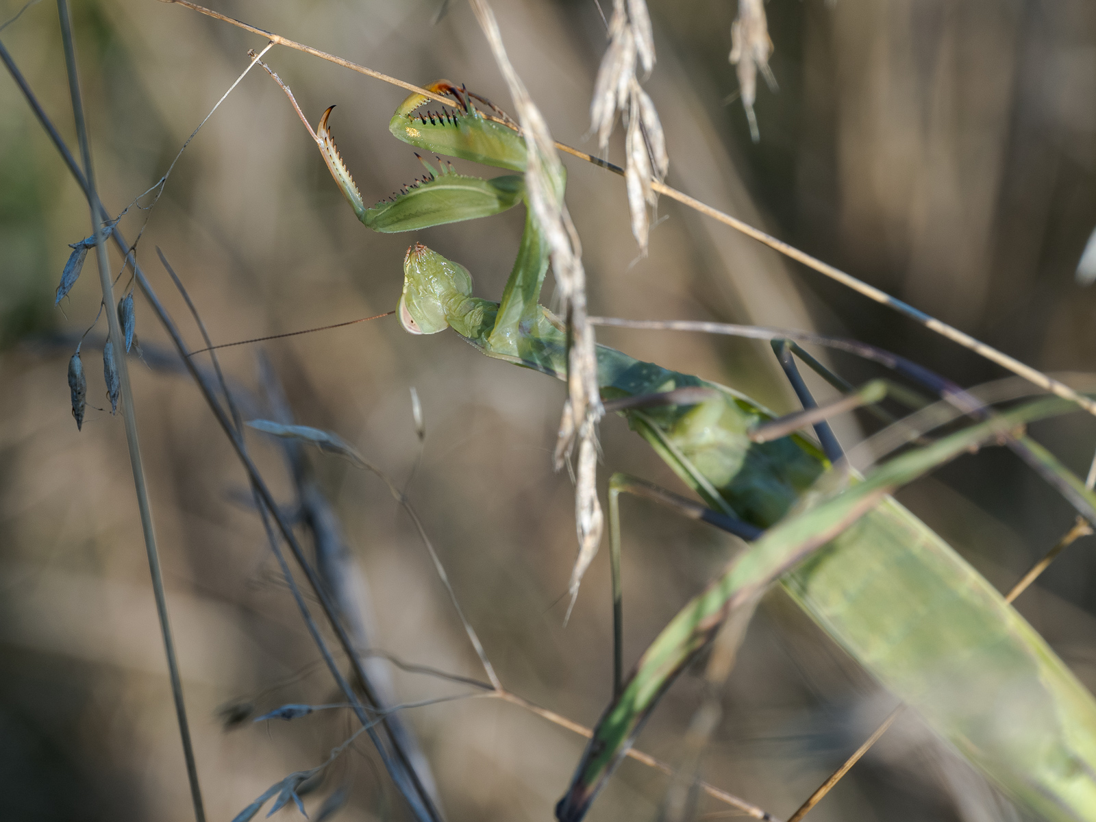 Nazwa:  Mantis religiosa_linear.jpg
Wyświetleń: 430
Rozmiar:  750,3 KB