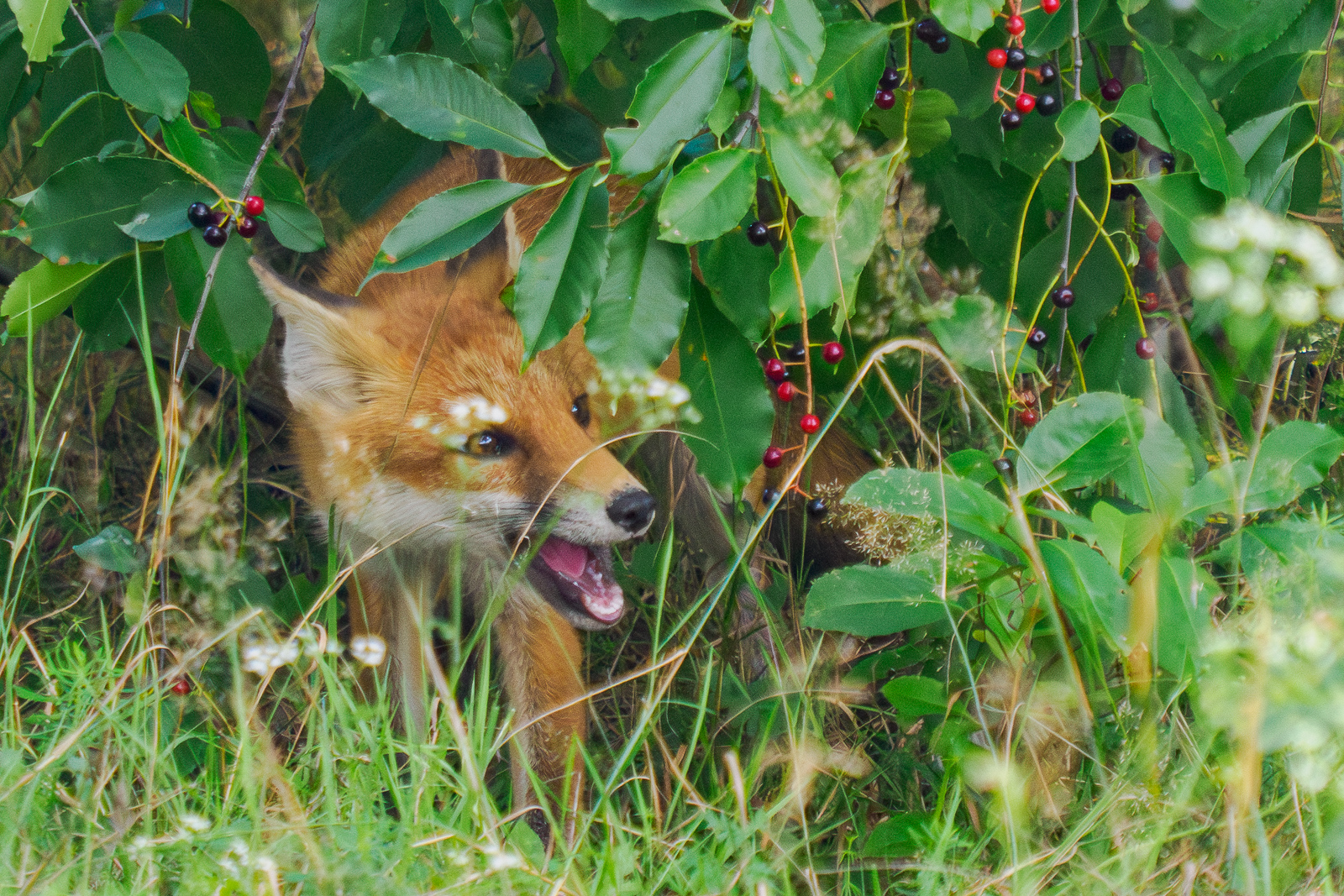 Nazwa:  Vulpes vulpes - Lis rudy - 20240811_131942_1600.jpg
Wyświetleń: 673
Rozmiar:  1,43 MB