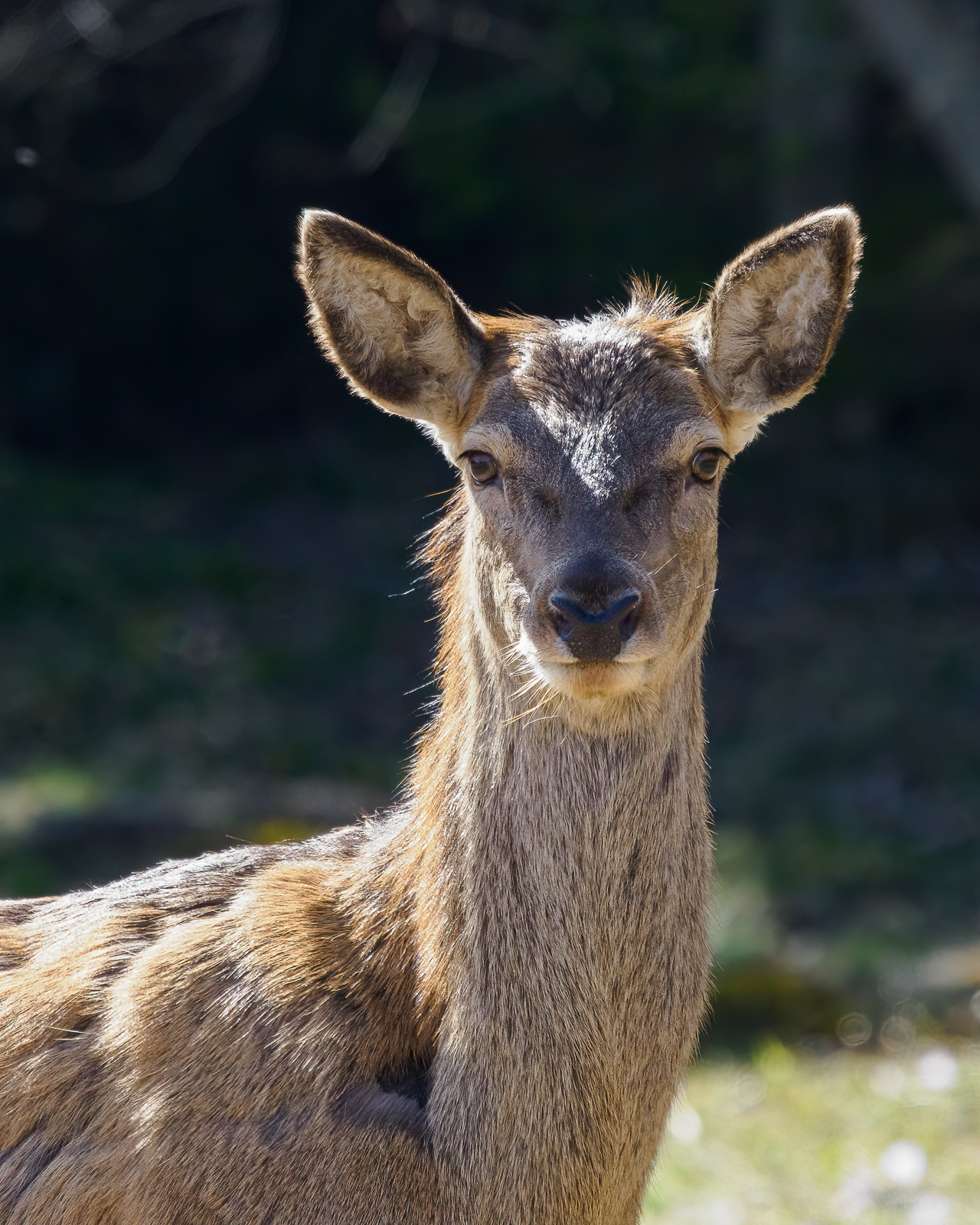 Nazwa:  Cervus elaphus elaphus - Jeleń europejski - 20240329_131632-Edit_1600.jpg
Wyświetleń: 667
Rozmiar:  1,02 MB