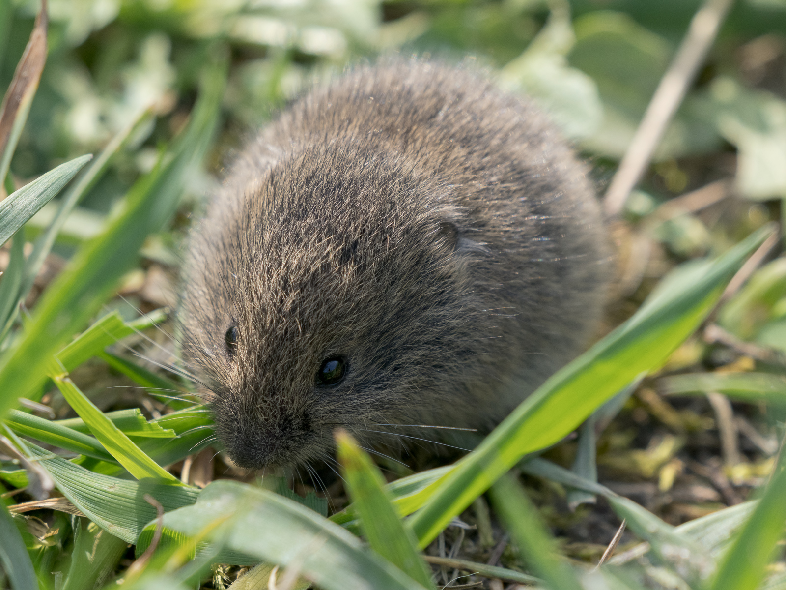 Nazwa:  Clethrionomys glareolus - Nornica ruda - 20240411_154800_1600.jpg
Wyświetleń: 665
Rozmiar:  978,5 KB