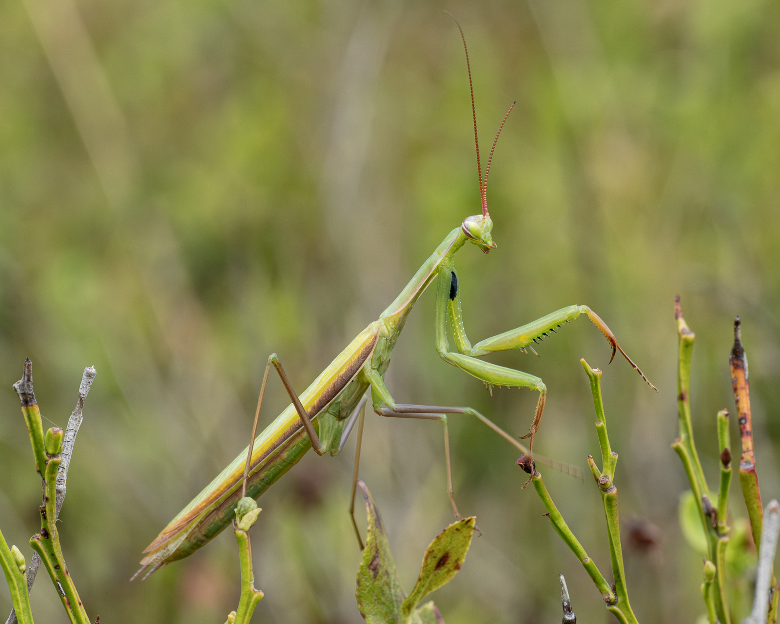 Nazwa:  Mantis religiosa - Modliszka zwyczajna - 20240818_112439_1600.jpg
Wyświetleń: 180
Rozmiar:  750,1 KB