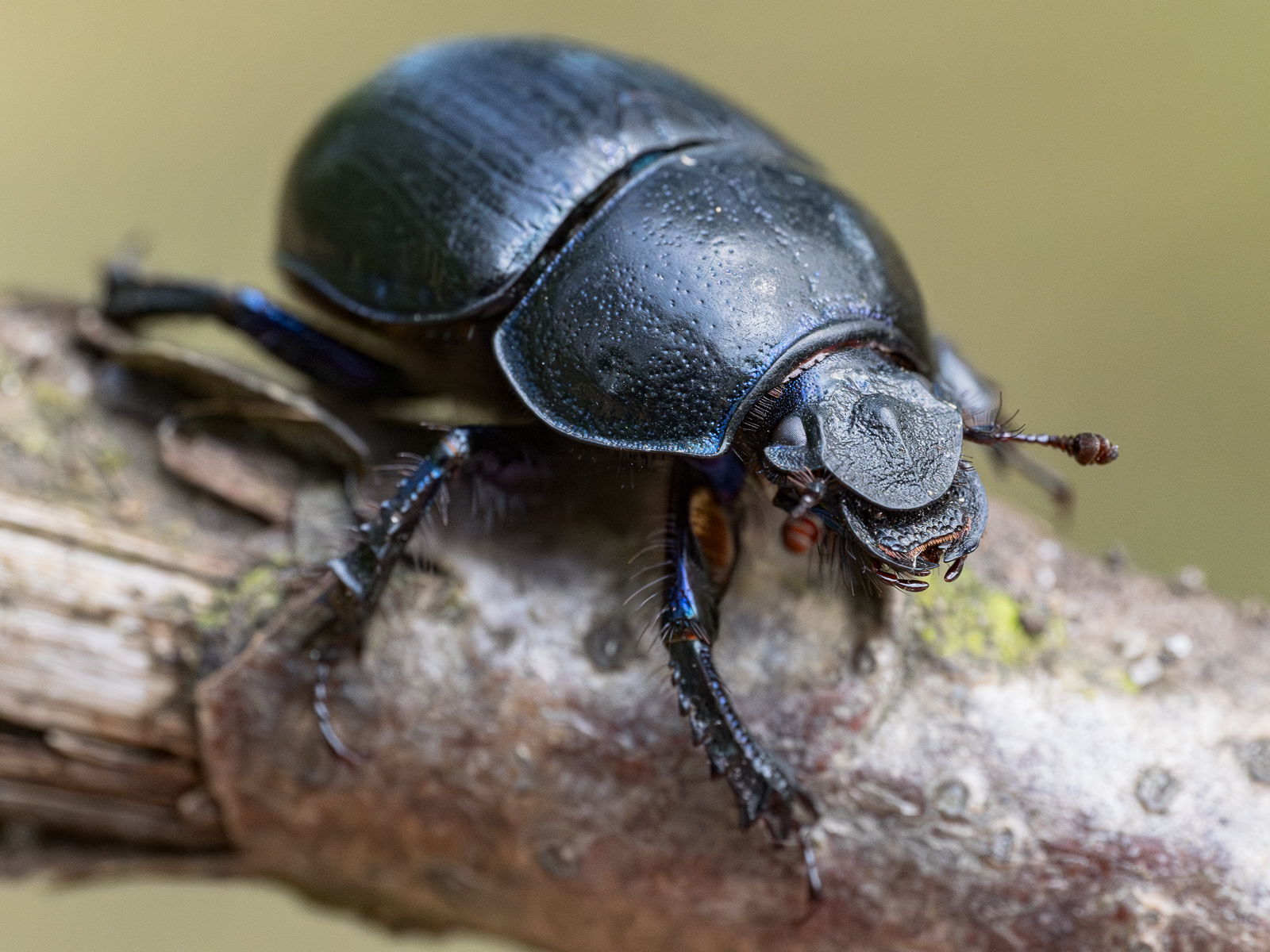 Nazwa:  Anoplotrupes stercorosus - Żuk leśny - 20240818_103846_1600.jpg
Wyświetleń: 189
Rozmiar:  993,6 KB