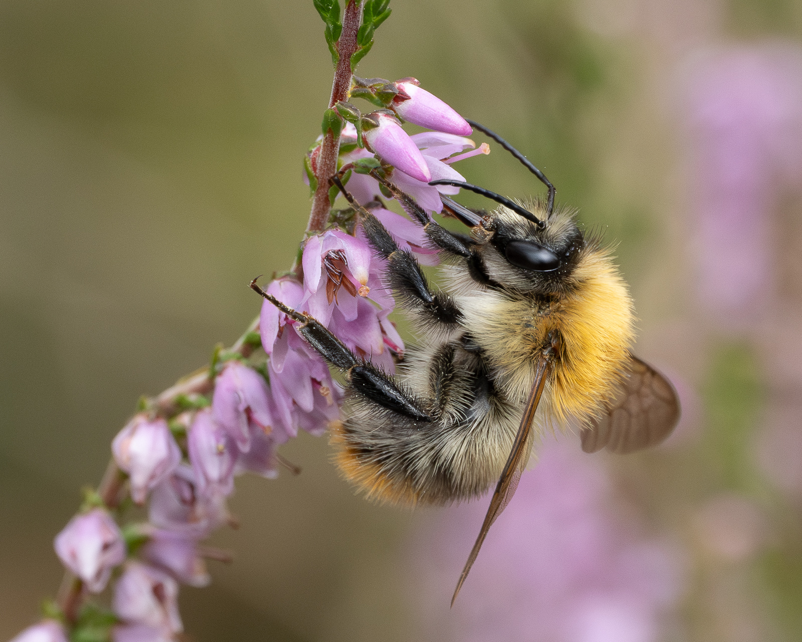 Nazwa:  Bombus pascuorum - Trzmiel rudy - 20240818_125610_1600.jpg
Wyświetleń: 200
Rozmiar:  1,10 MB