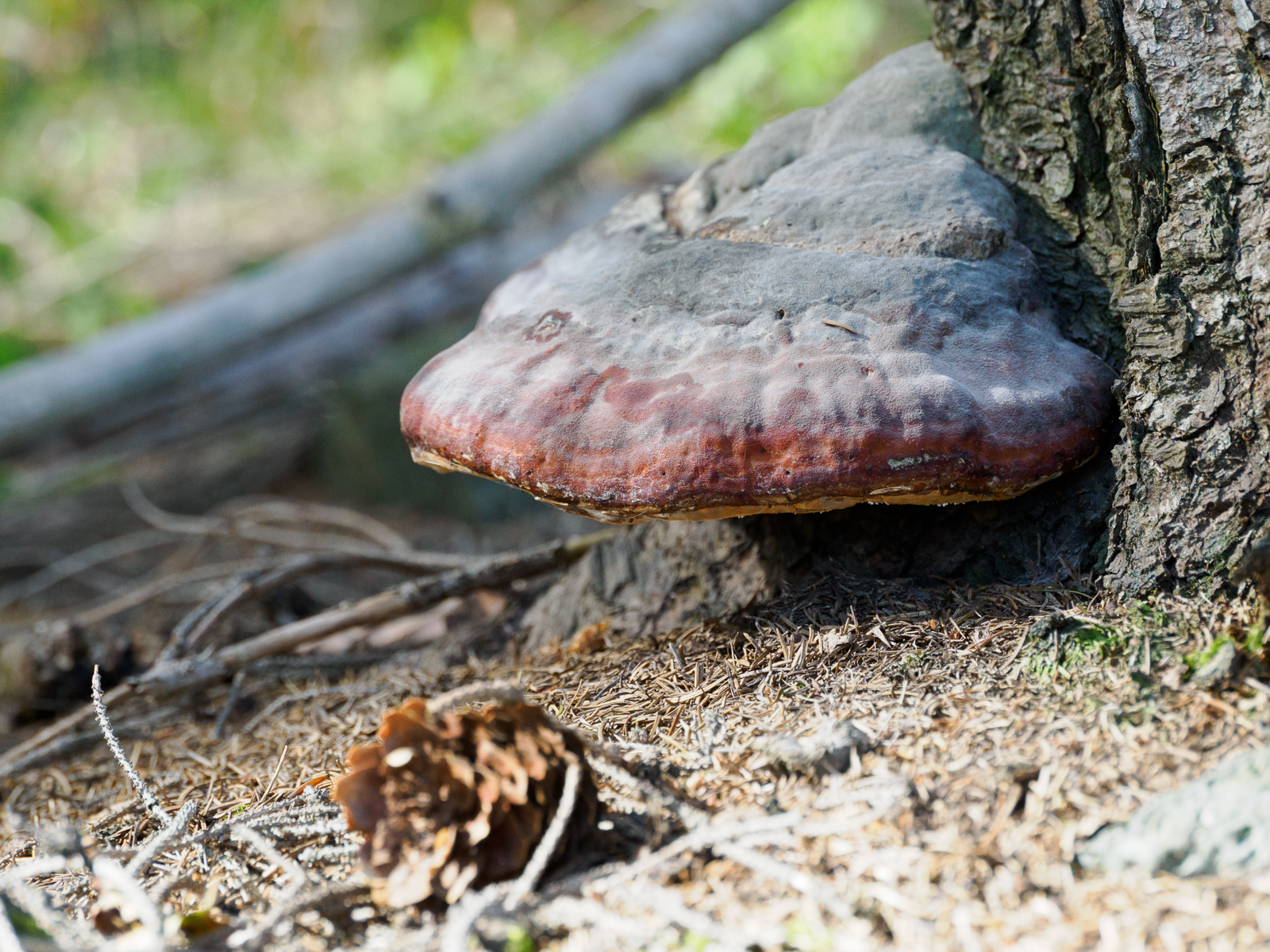 Nazwa:  Fomitopsis pinicola - Pniarek obrzeżony - 20230909_135339_1600.jpg
Wyświetleń: 358
Rozmiar:  1,21 MB