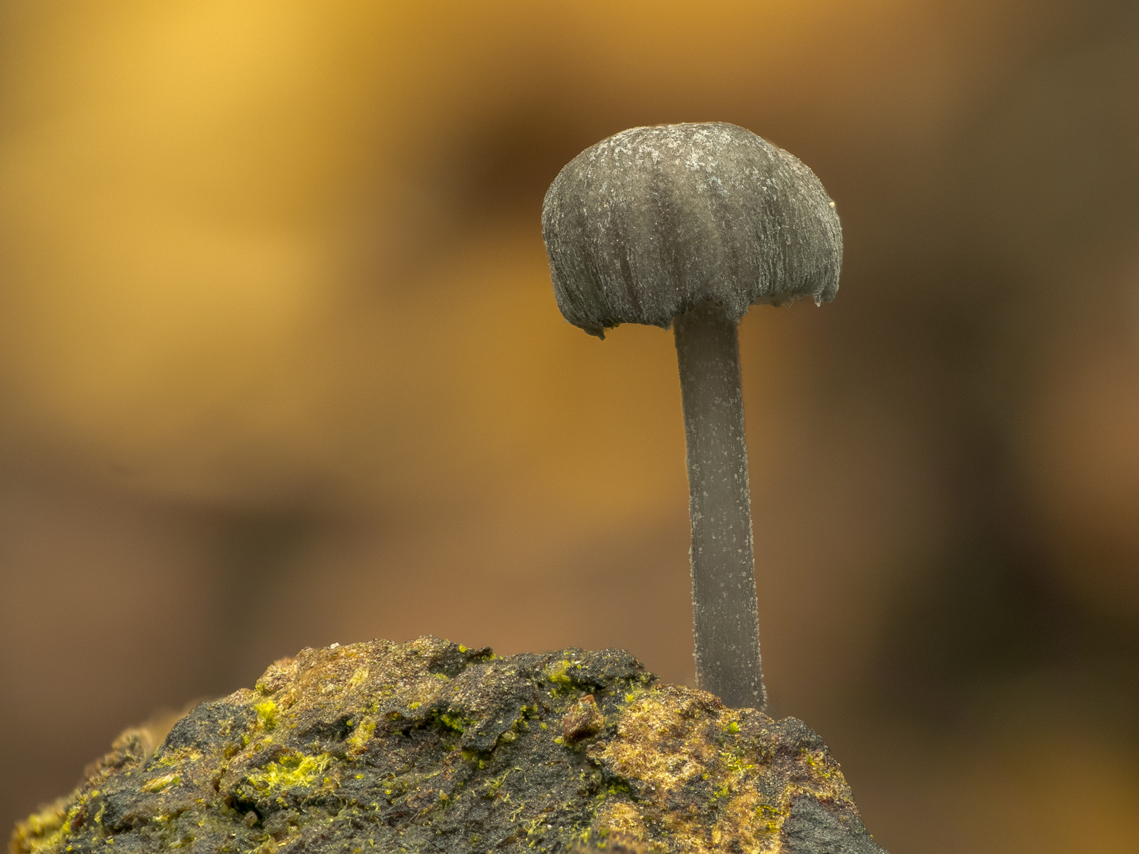 Nazwa:  Mycena - Grzybówka - 20231008_142609_1600.jpg
Wyświetleń: 350
Rozmiar:  902,8 KB