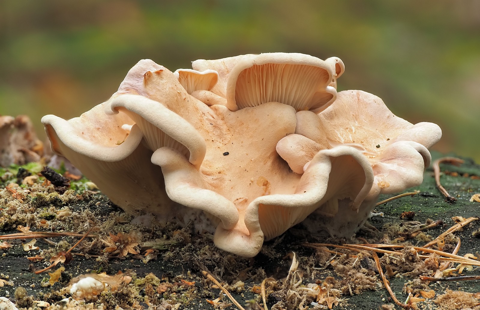 Nazwa:  grzyb211870-79f.jpg
Wyświetleń: 288
Rozmiar:  471,1 KB