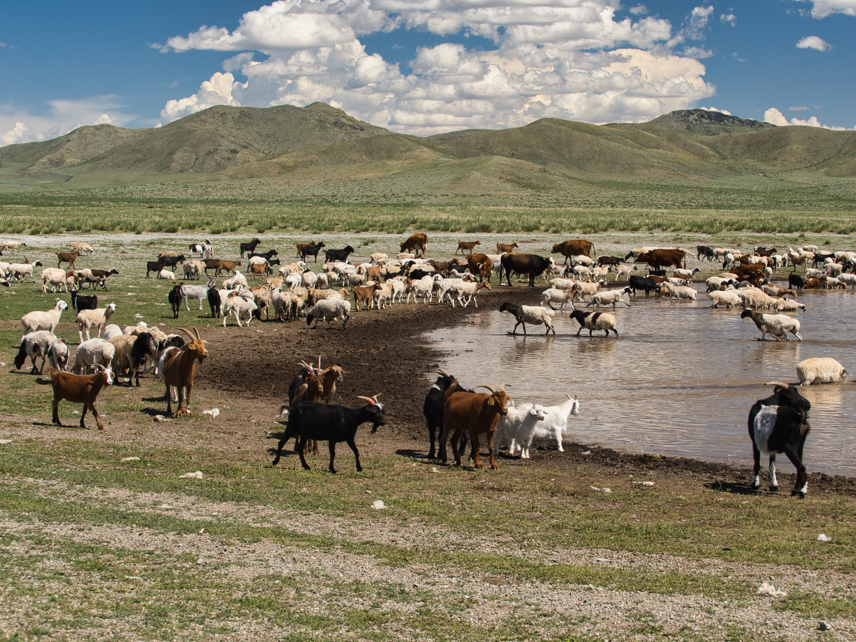 Nazwa:  Mongolia_2024_021.jpg
Wyświetleń: 1261
Rozmiar:  4,04 MB
