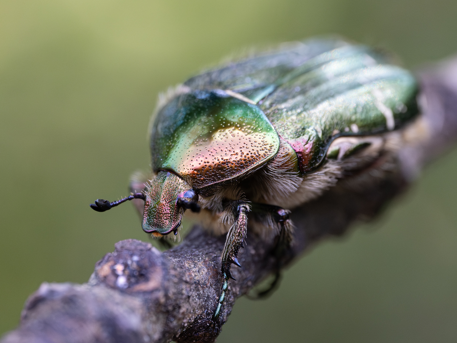 Nazwa:  Cetonia aurata - Kruszczyca złotawka - 20240901_123653_1600.jpg
Wyświetleń: 201
Rozmiar:  929,3 KB