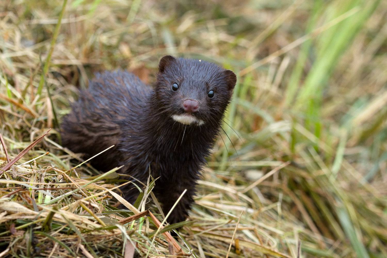 Nazwa:  2024-09-15_091148_EM1x_5_ART_TP_AP_1500px.jpg
Wyświetleń: 438
Rozmiar:  313,7 KB