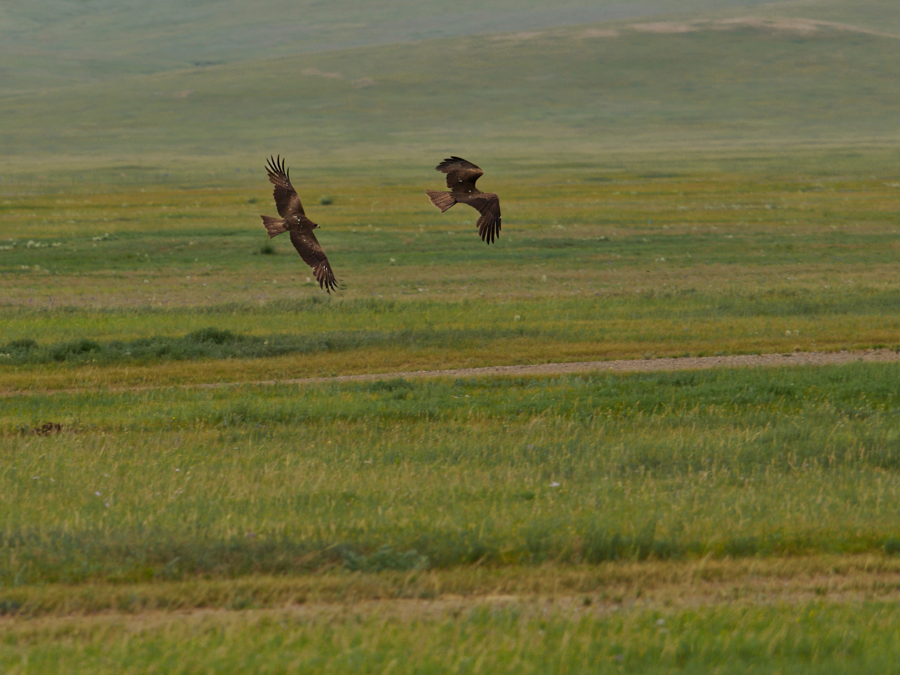 Nazwa:  Mongolia_2024_039.jpg
Wyświetleń: 225
Rozmiar:  2,24 MB