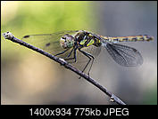 Kliknij obrazek, aby uzyskać większą wersję

Nazwa:	Sympetrum striolatum - Szablak późny - 20240905_113946_1600-3.jpg
Wyświetleń:	454
Rozmiar:	775,0 KB
ID:	263721