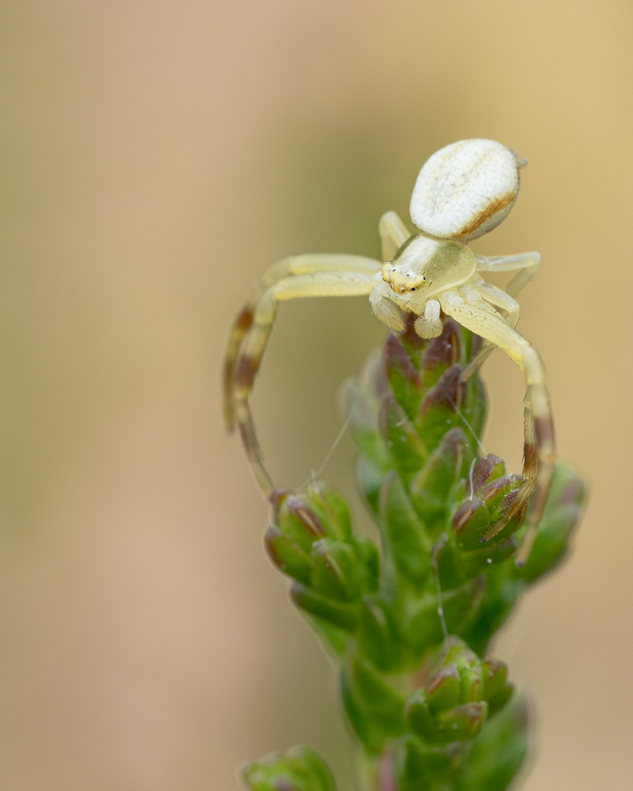 Nazwa:  Misumena vatia - Kwietnik biały - 20240901_113402_1600.jpg
Wyświetleń: 436
Rozmiar:  943,7 KB