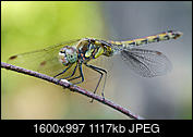 Kliknij obrazek, aby uzyskać większą wersję

Nazwa:	Sympetrum striolatum - Szablak późny - 20240905_113946-ORF paparapa.jpg
Wyświetleń:	325
Rozmiar:	1,09 MB
ID:	263733