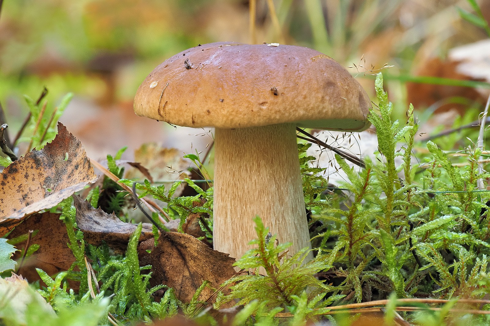 Nazwa:  borowik216854-8m.jpg
Wyświetleń: 124
Rozmiar:  724,7 KB
