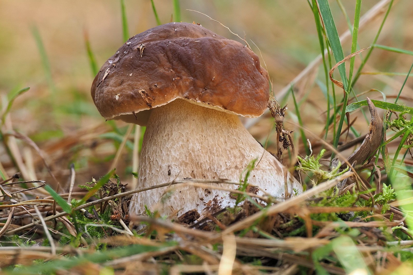Nazwa:  borowik217739-44mf.jpg
Wyświetleń: 86
Rozmiar:  451,5 KB
