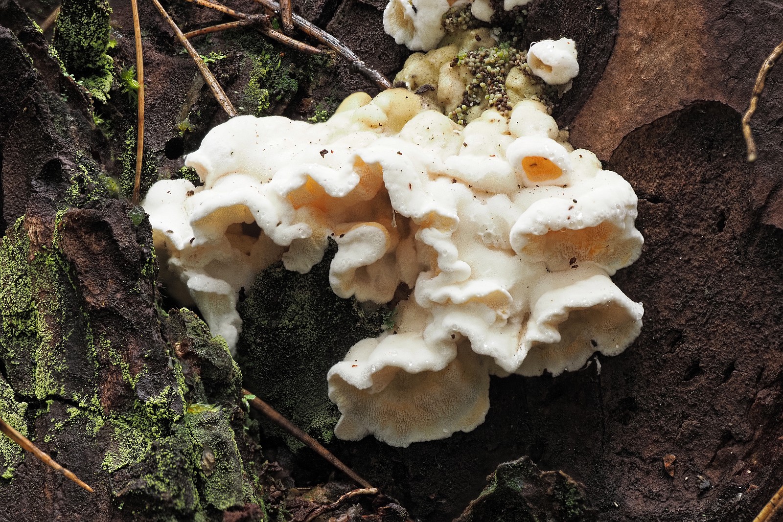 Nazwa:  grzyb218443-51m.jpg
Wyświetleń: 106
Rozmiar:  741,4 KB