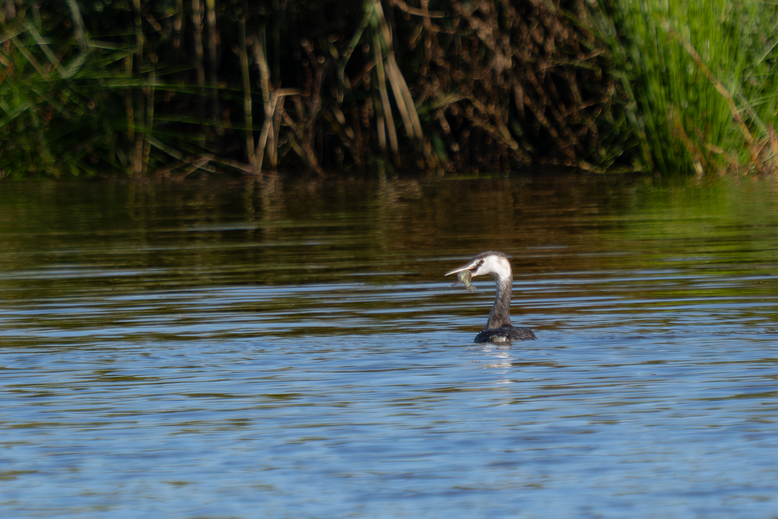 Nazwa:  Podiceps cristatus - Perkoz dwuczuby - 20241008_143151_1600.jpg
Wyświetleń: 500
Rozmiar:  835,0 KB