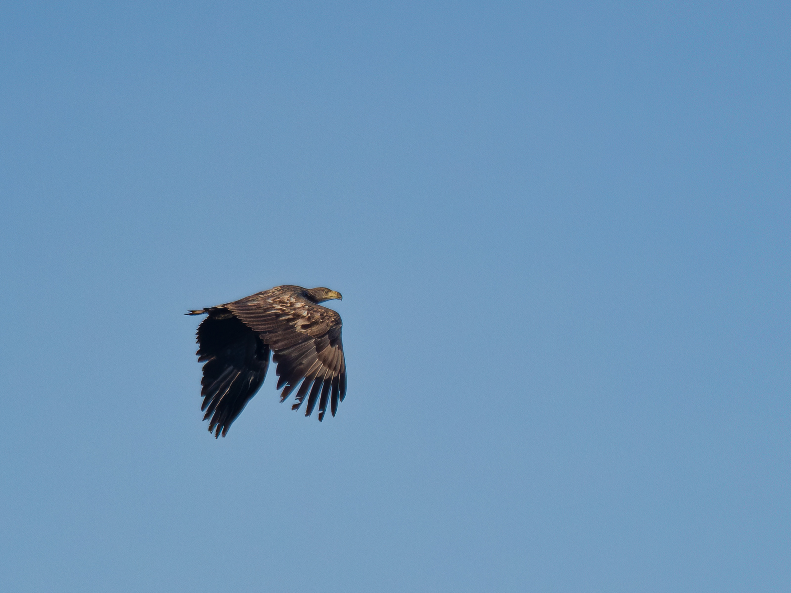 Nazwa:  Haliaeetus albicilla - Bielik - 20241008_154057_1600.jpg
Wyświetleń: 172
Rozmiar:  622,1 KB