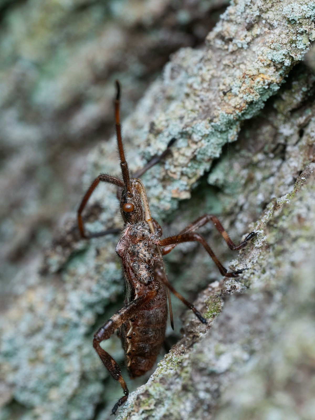 Nazwa:  Leptoglossus occidentalis - Wtyk amerykański - 20241012_121203_1600.jpg
Wyświetleń: 143
Rozmiar:  1.000,5 KB