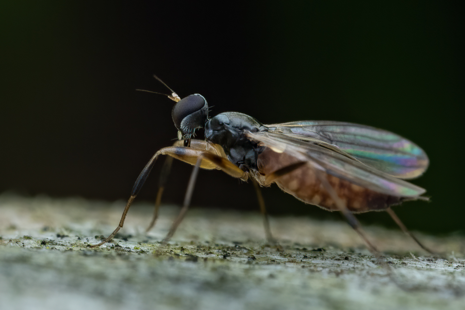 Nazwa:  Diptera - Mucha - 20241012_130847_1600.jpg
Wyświetleń: 131
Rozmiar:  592,2 KB