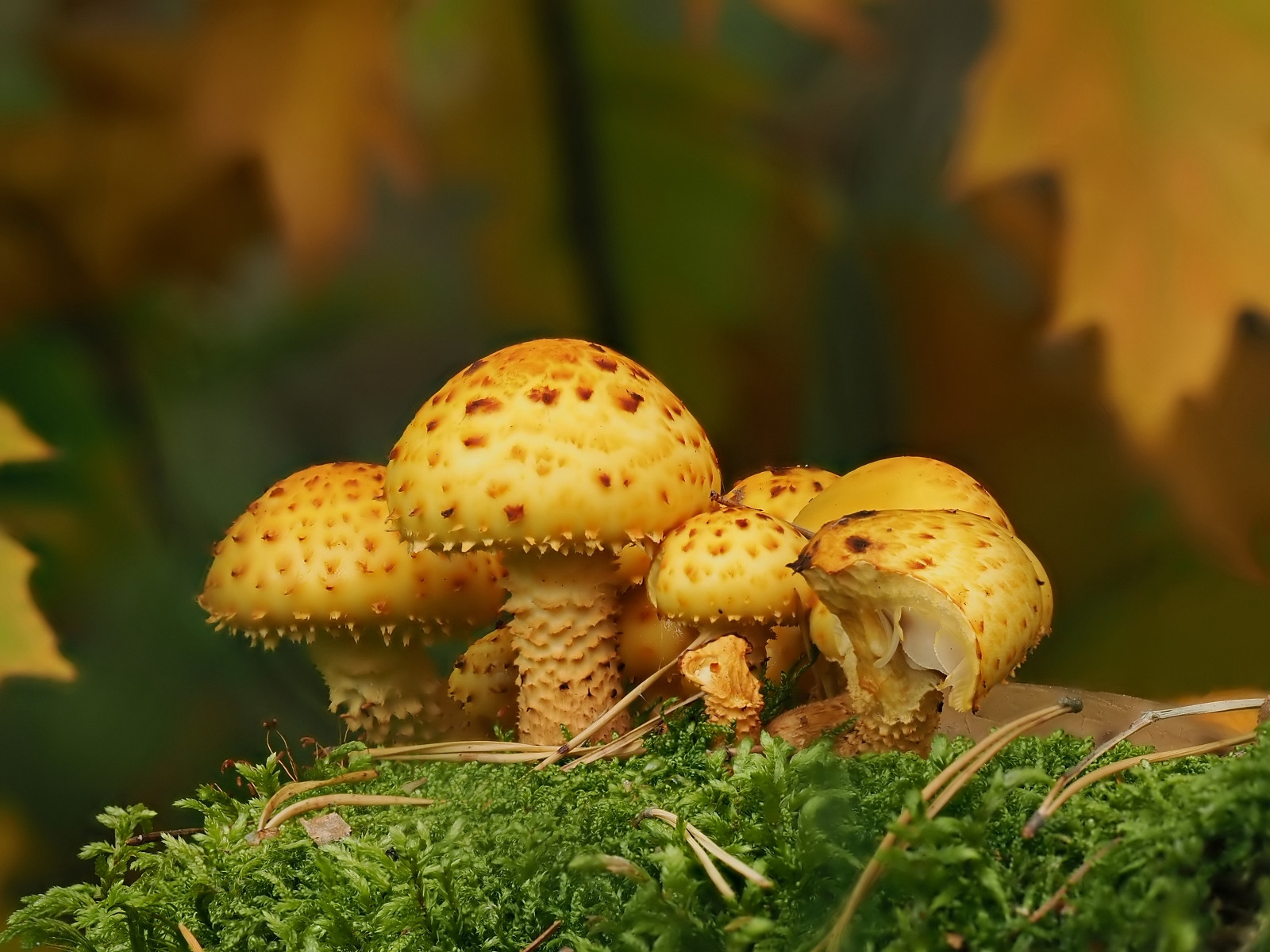 Nazwa:  PA201327_PX_forum.JPG
Wyświetleń: 140
Rozmiar:  436,9 KB