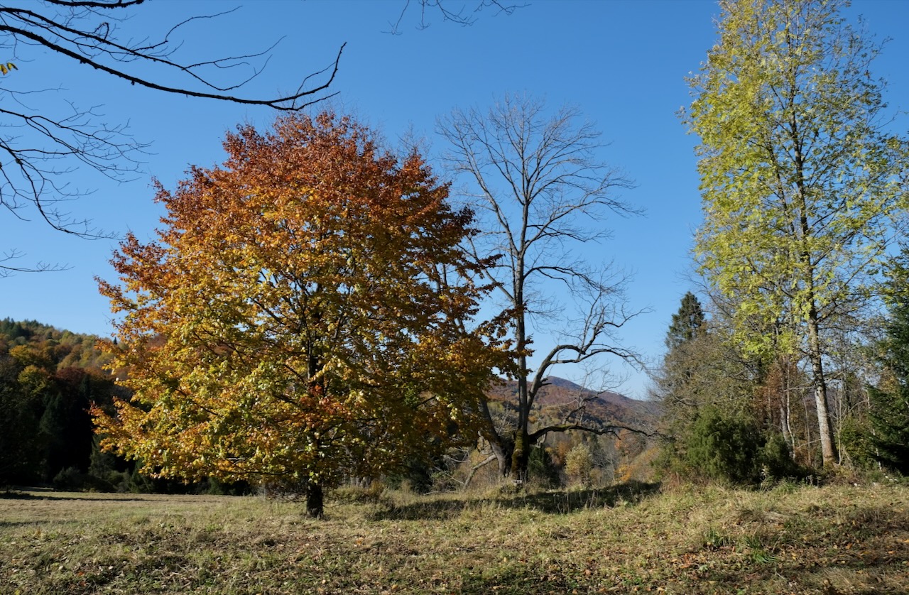 Nazwa:  DSCF5390.jpeg
Wyświetleń: 358
Rozmiar:  518,2 KB