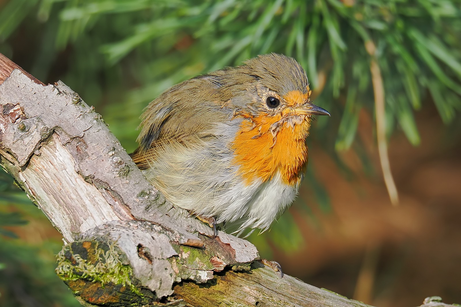 Nazwa:  rudzik091090jf.jpg
Wyświetleń: 140
Rozmiar:  455,6 KB