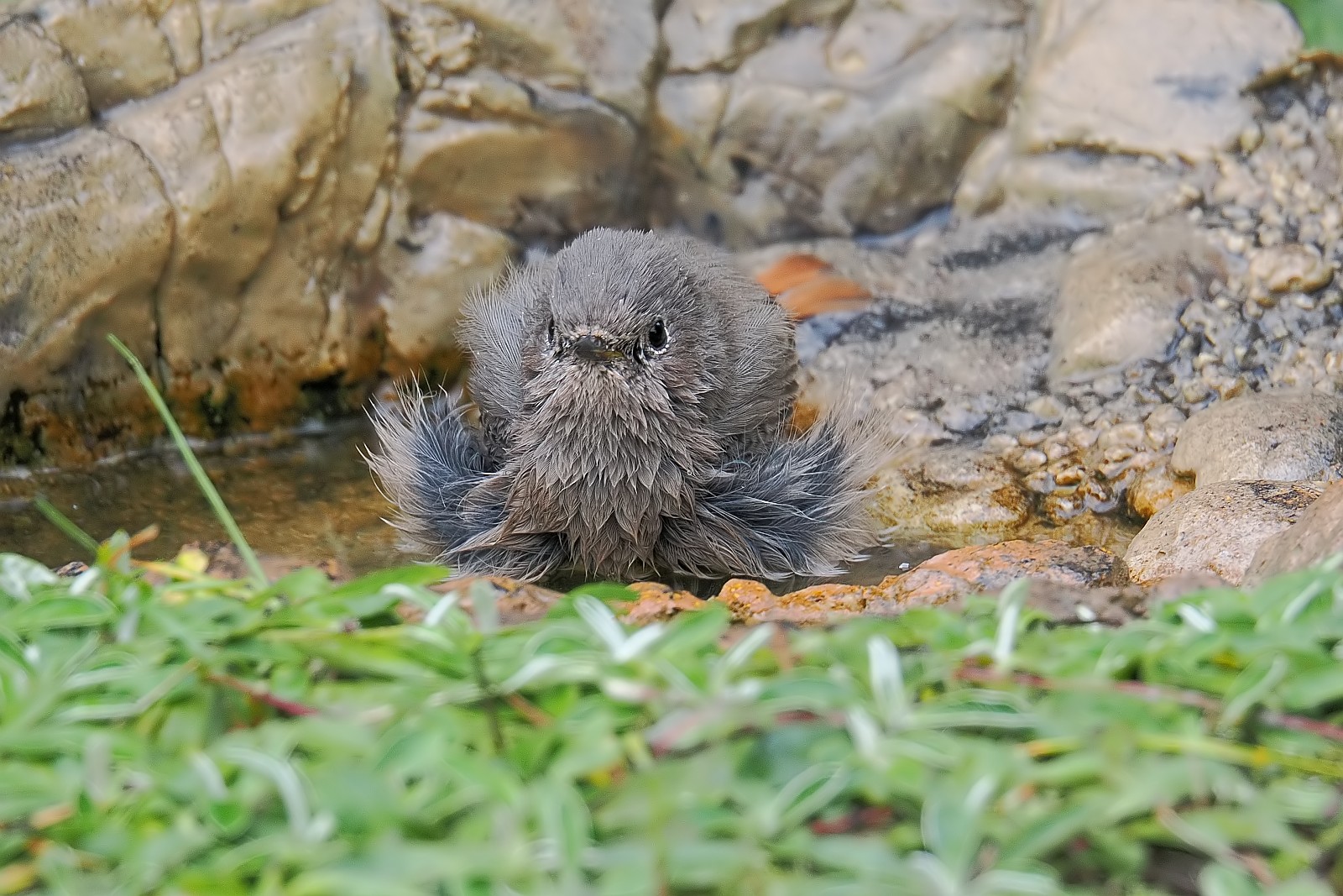 Nazwa:  kopciuszek105544jf.jpg
Wyświetleń: 89
Rozmiar:  423,7 KB