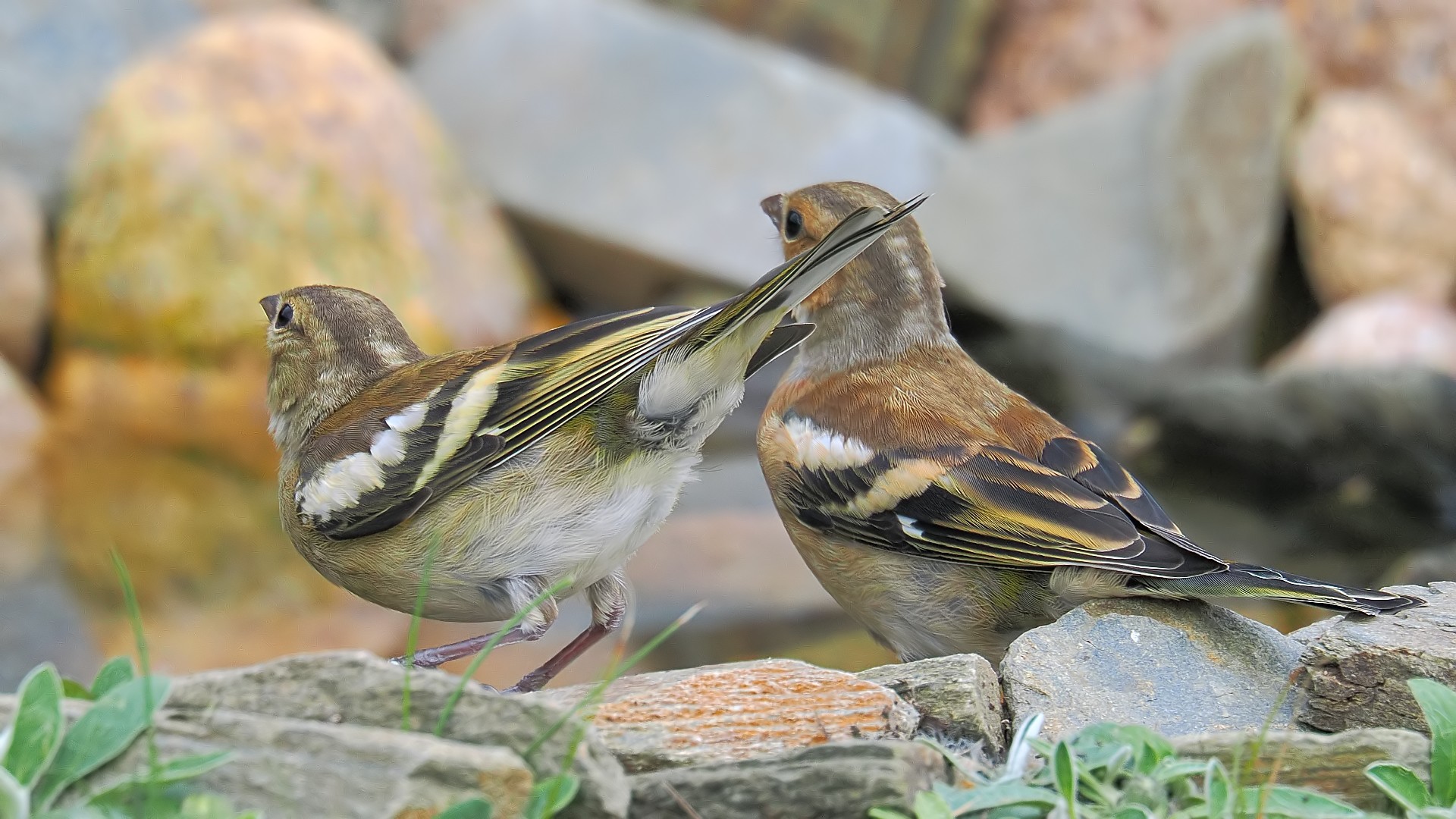 Nazwa:  zięby062129jf.jpg
Wyświetleń: 78
Rozmiar:  421,7 KB