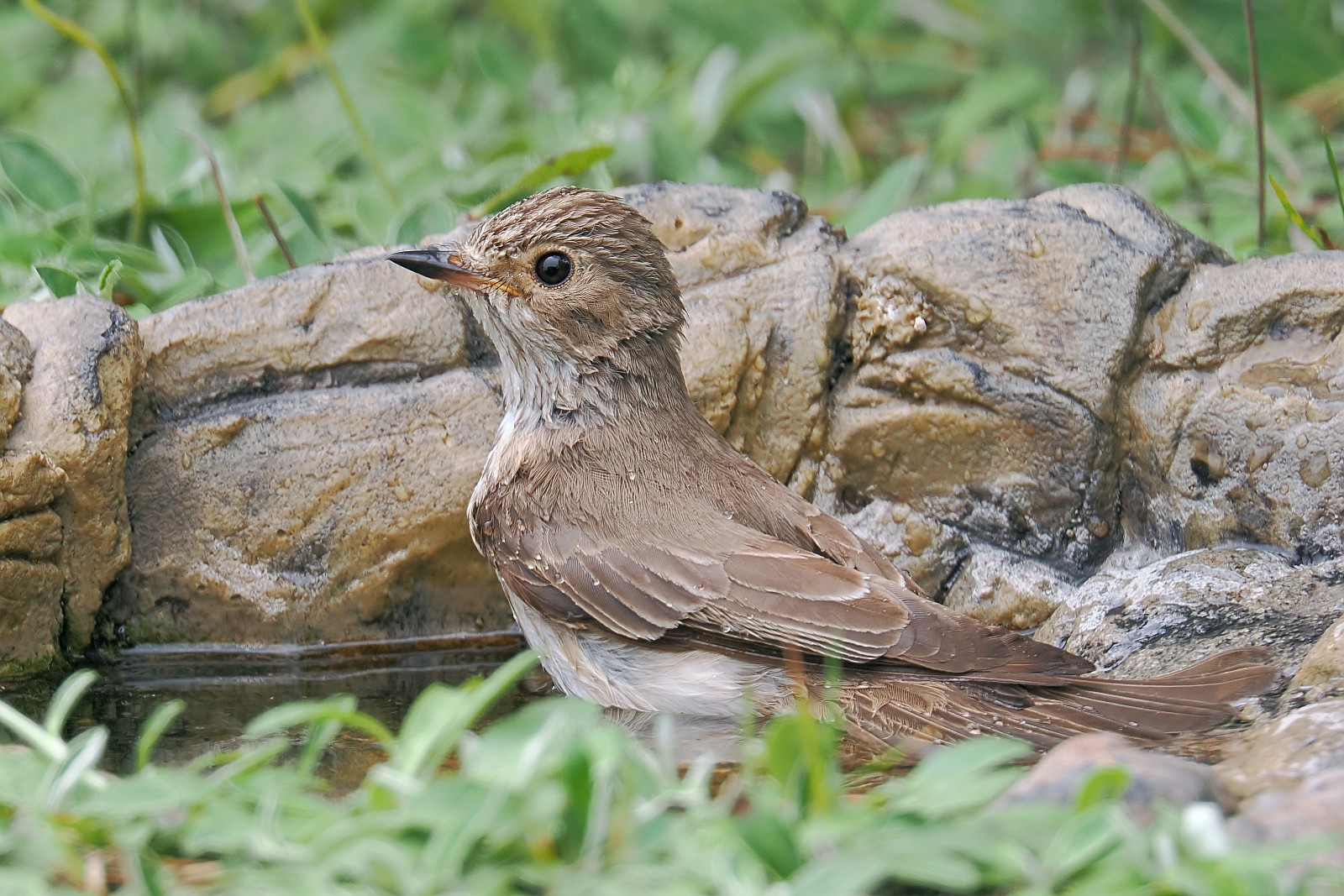 Nazwa:  muchołówka021314jf.jpg
Wyświetleń: 159
Rozmiar:  459,7 KB