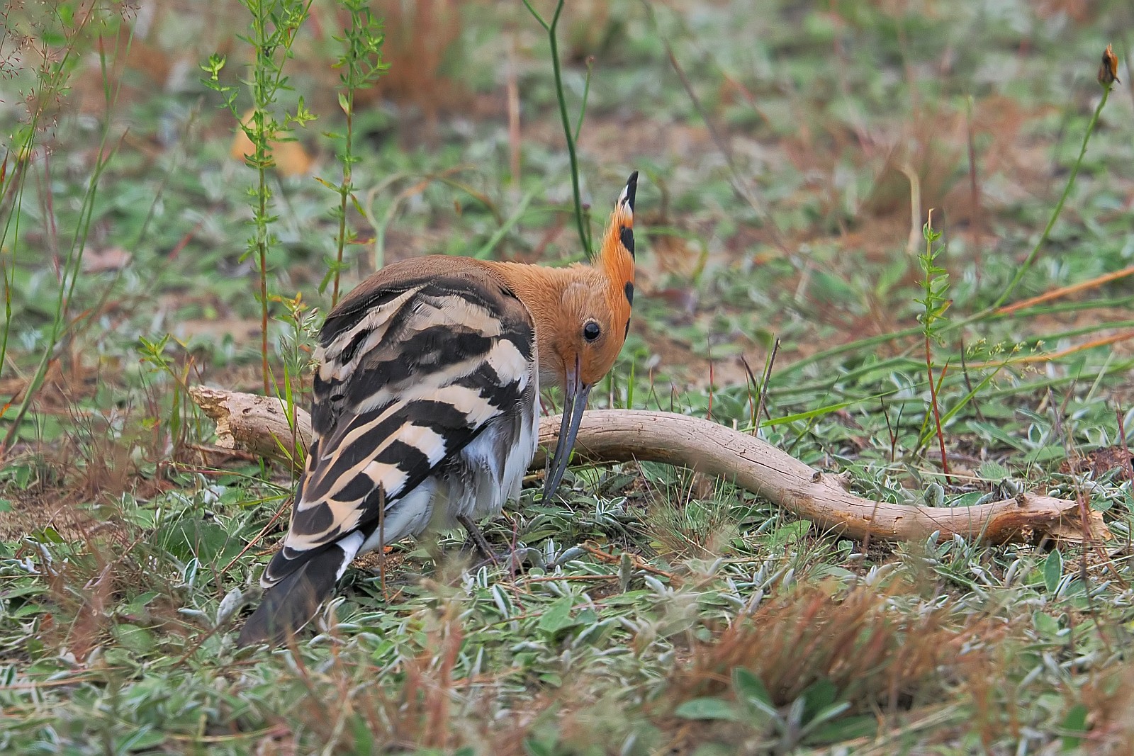 Nazwa:  dudek011482jf.jpg
Wyświetleń: 142
Rozmiar:  544,8 KB