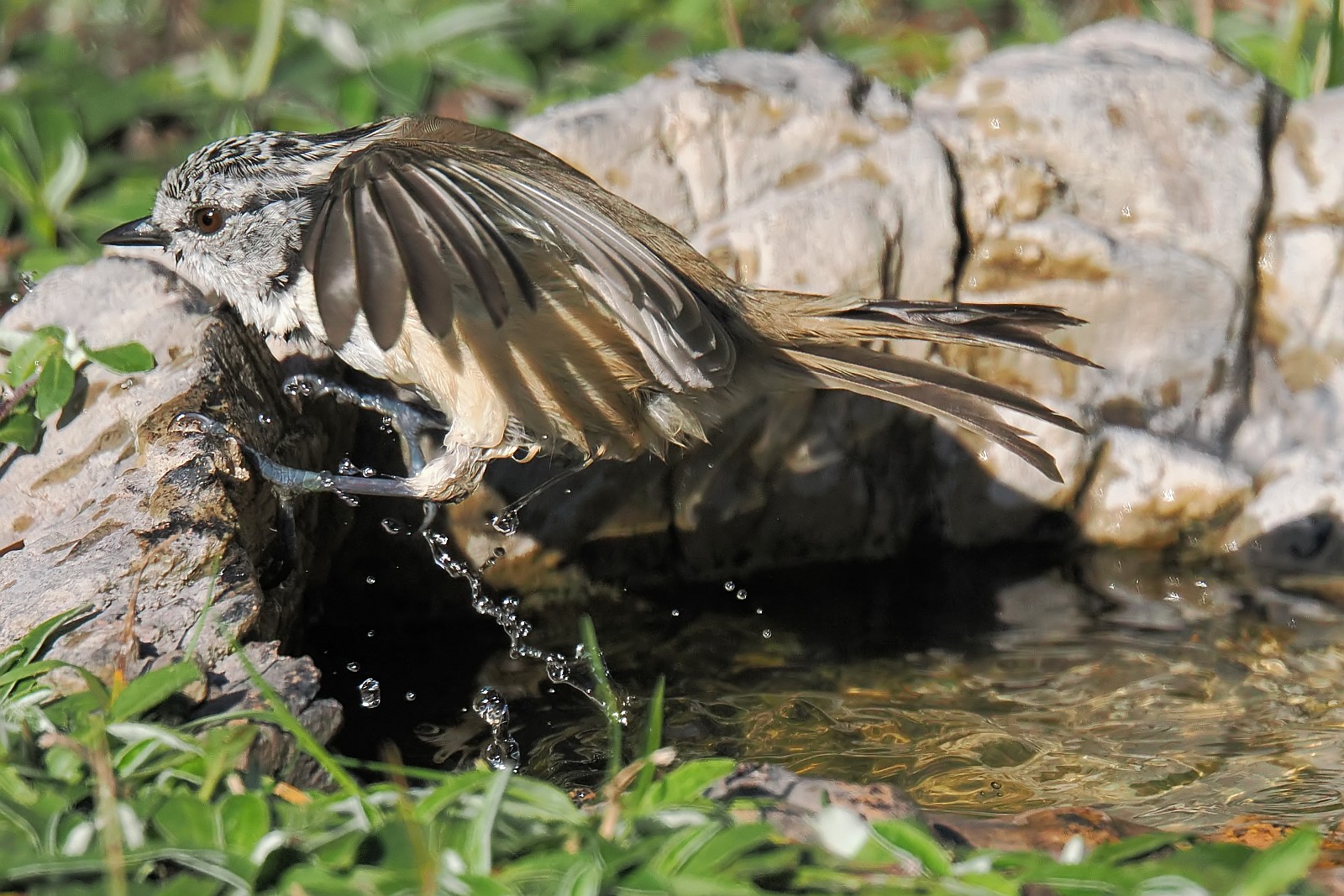 Nazwa:  czubatka121804jf.jpg
Wyświetleń: 124
Rozmiar:  422,4 KB