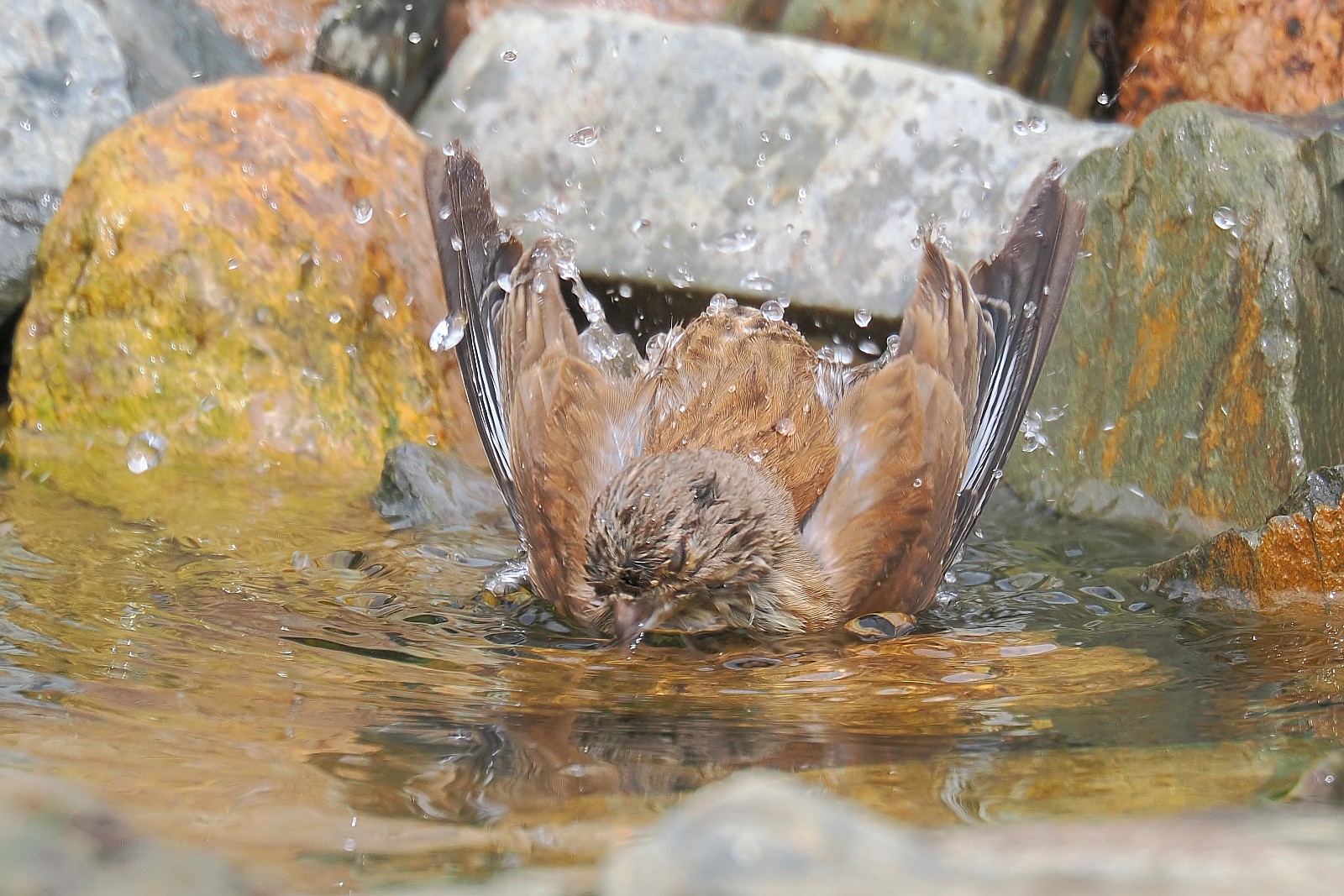 Nazwa:  2makolągwa037560jf.jpg
Wyświetleń: 104
Rozmiar:  471,6 KB