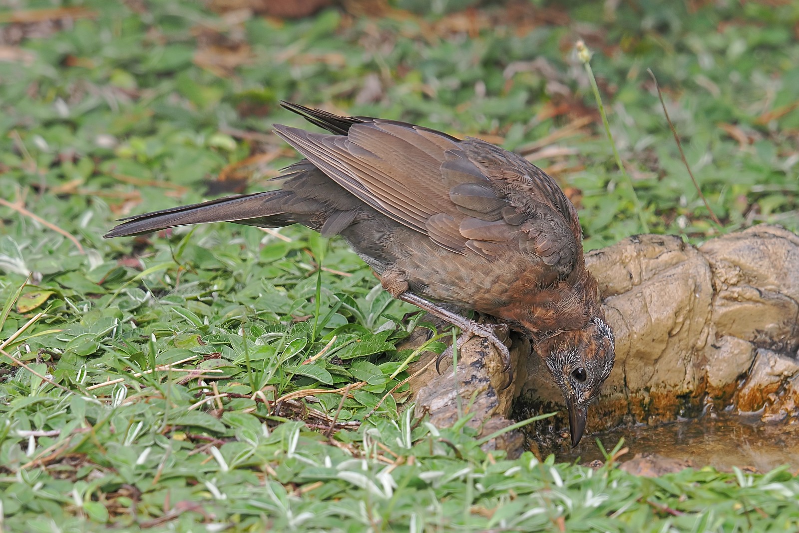 Nazwa:  3kos097915jf.jpg
Wyświetleń: 54
Rozmiar:  474,5 KB