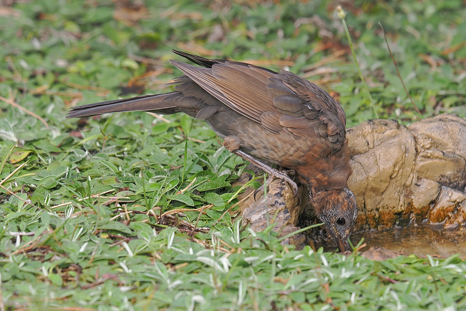 Nazwa:  4kos097823jf.jpg
Wyświetleń: 64
Rozmiar:  469,1 KB